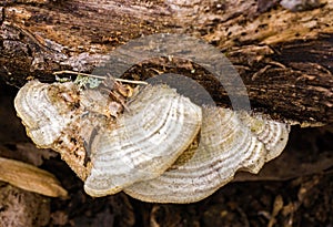 ArtistÃ¢â¬â¢s Conk fungi Ã¢â¬â Ganoderma applanatum photo